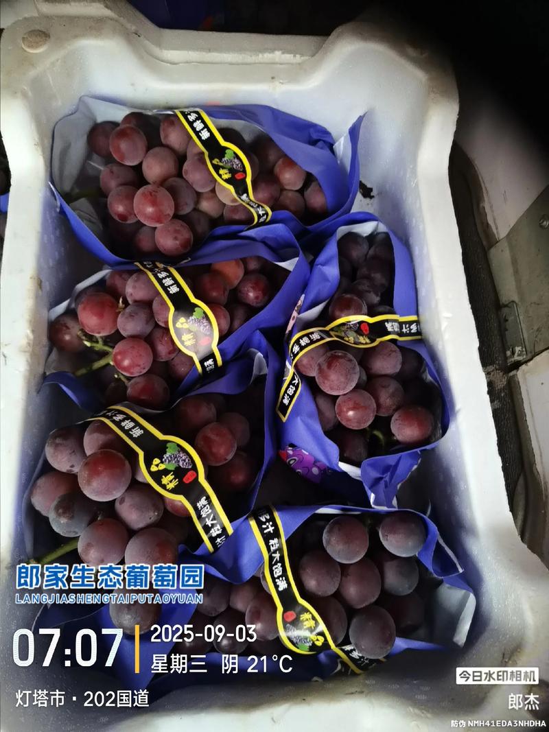 巨玫瑰葡萄品种详解:果大味甜带玫瑰香的优良鲜食葡萄 巨玫瑰葡萄品种详解:果大味甜带玫瑰香的优良鲜食葡萄