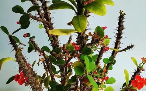 刺梅花怎么养才开花？家庭养护全攻略与避坑指南