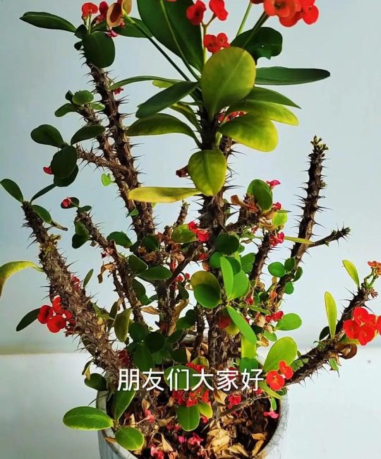 刺梅花怎么养才开花？家庭养护全攻略与避坑指南