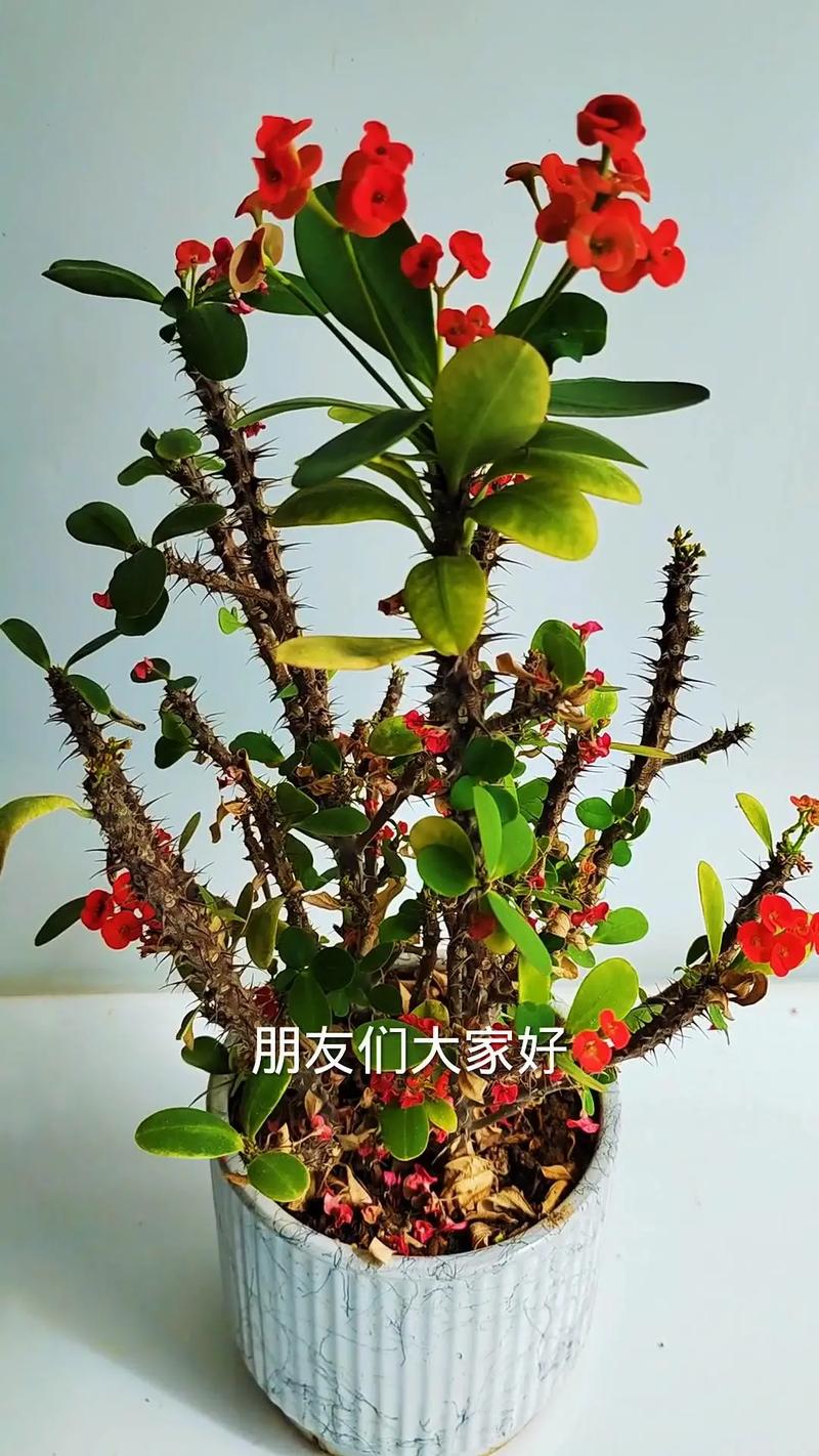 刺梅花怎么养才开花?家庭养护全攻略与避坑指南 刺梅花怎么养才开花?家庭养护全攻略与避坑指南