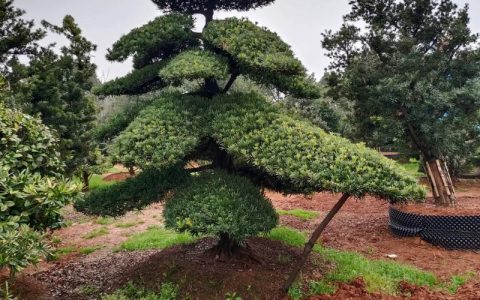种罗汉松有什么讲究？园艺师总结的5个关键要点