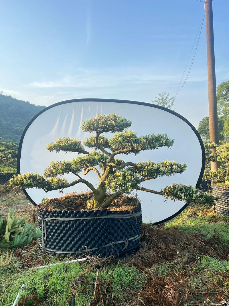 种罗汉松有什么讲究?园艺师总结的5个关键要点 二、用土:微酸透气是底线