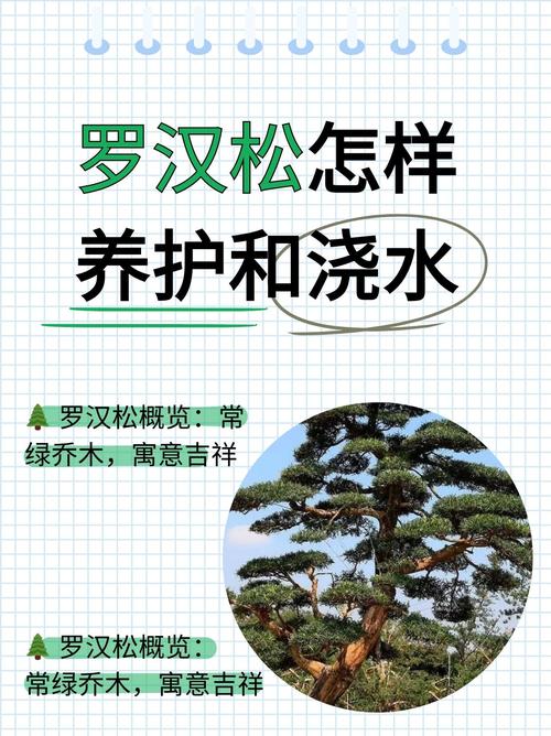 种罗汉松有什么讲究?园艺师总结的5个关键要点 四、施肥:薄肥勤施,忌浓忌生