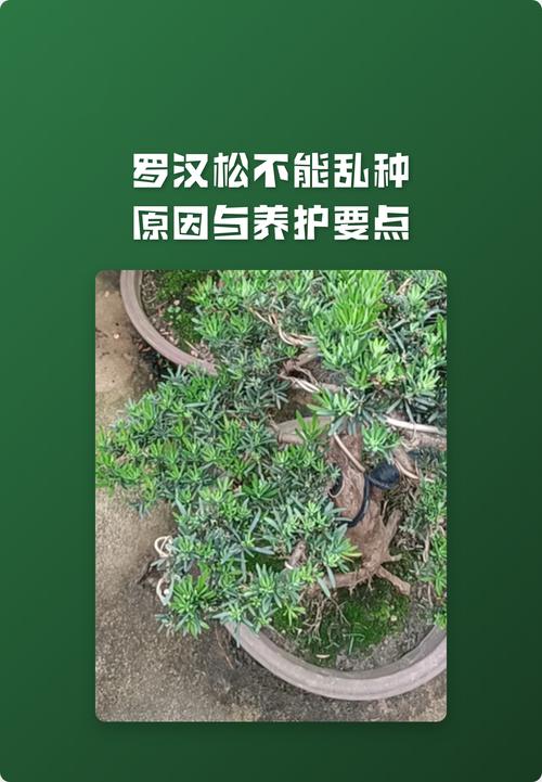 种罗汉松有什么讲究?园艺师总结的5个关键要点 额外提醒:光照与越冬