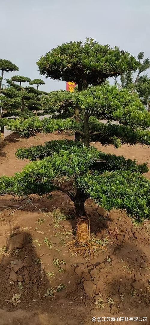 种罗汉松有什么讲究?园艺师总结的5个关键要点 五、修剪与造型:先定骨架,再精剪