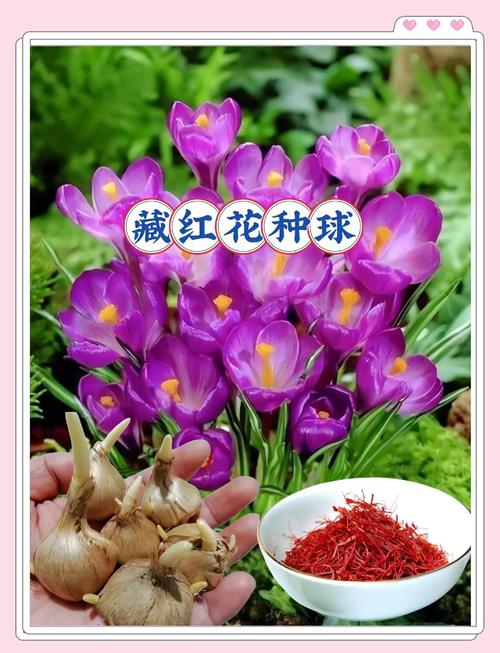 藏红花球茎采购指南:如何科学筛选批发渠道 第二步:品种真实性核查与规格比对