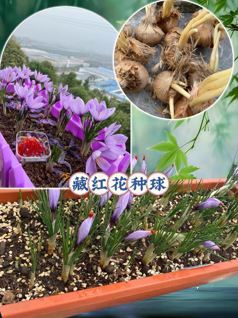 藏红花球茎采购指南:如何科学筛选批发渠道 第四步:售后政策分析与书面确认