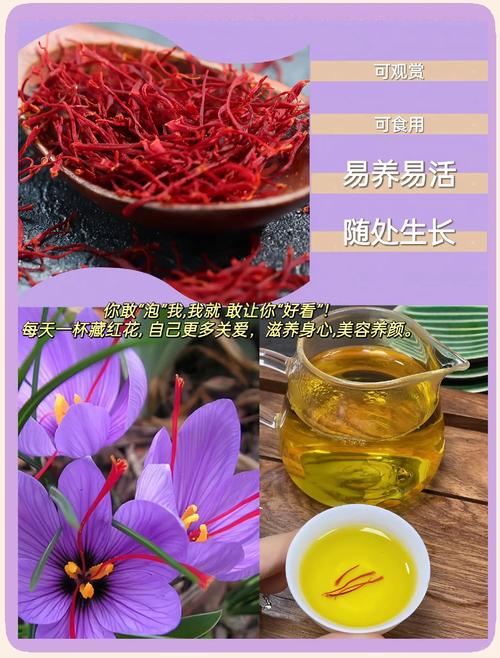 藏红花球茎采购指南:如何科学筛选批发渠道 第三步:球茎健康评估与运输方案审查
