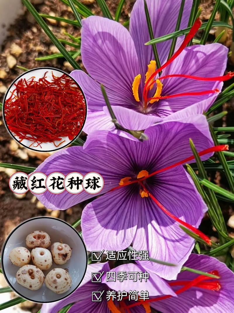 藏红花球茎采购指南:如何科学筛选批发渠道 综合评估与试单建议