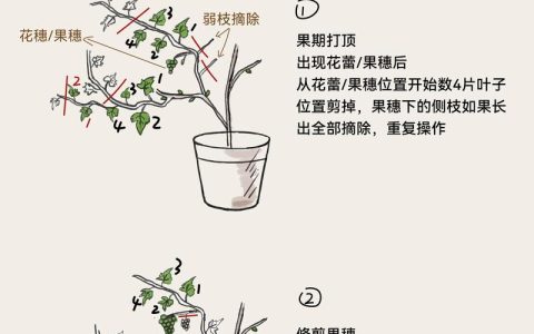 葡萄修剪最佳时间及修剪方法：从家庭阳台到规模化种植的控产提质指南