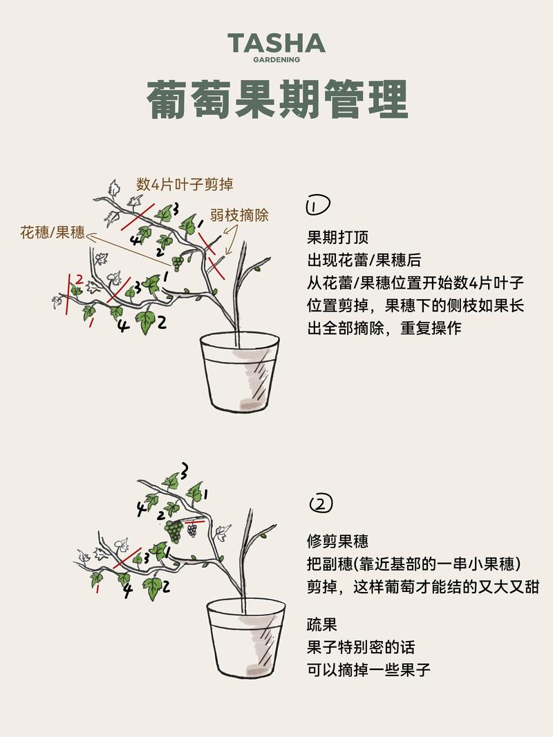 葡萄修剪最佳时间及修剪方法:从家庭阳台到规模化种植的控产提质指南 葡萄修剪最佳时间及修剪方法:从家庭阳台到规模化种植的控产提质指南