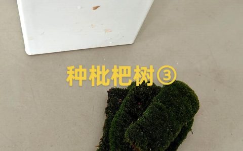 枇杷种子催芽方法：打破休眠与高效育苗全攻略