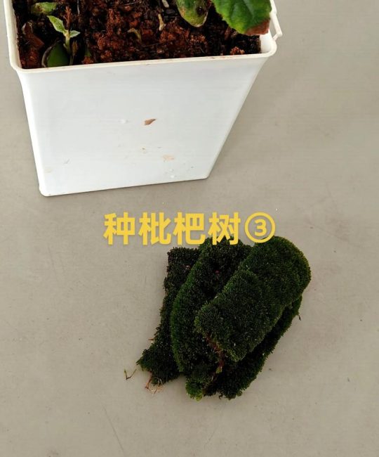 枇杷种子催芽方法：打破休眠与高效育苗全攻略