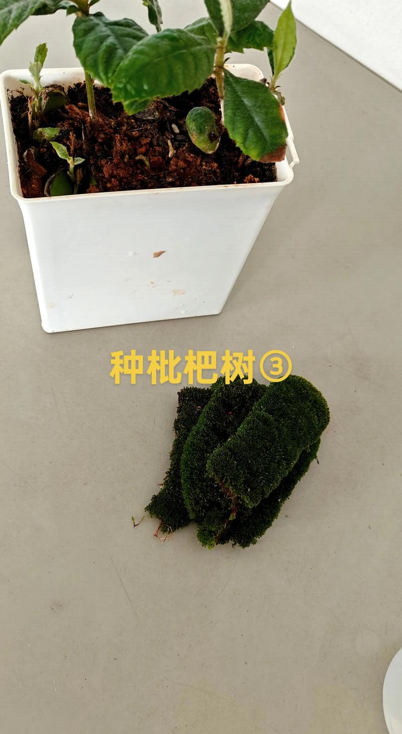 枇杷种子催芽方法:打破休眠与高效育苗全攻略 枇杷种子催芽方法:打破休眠与高效育苗全攻略
