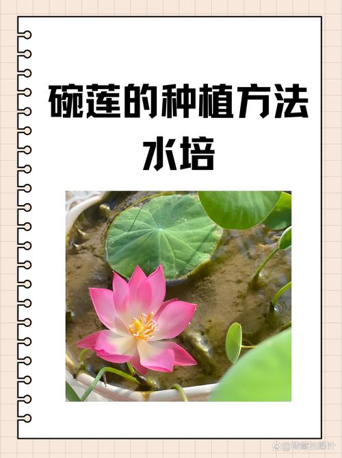 如何在水缸里种荷花?从品种选择到越冬管理的完整参数指南 容器与基质准备步骤