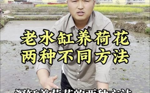 如何在水缸里种荷花？从品种选择到越冬管理的完整参数指南