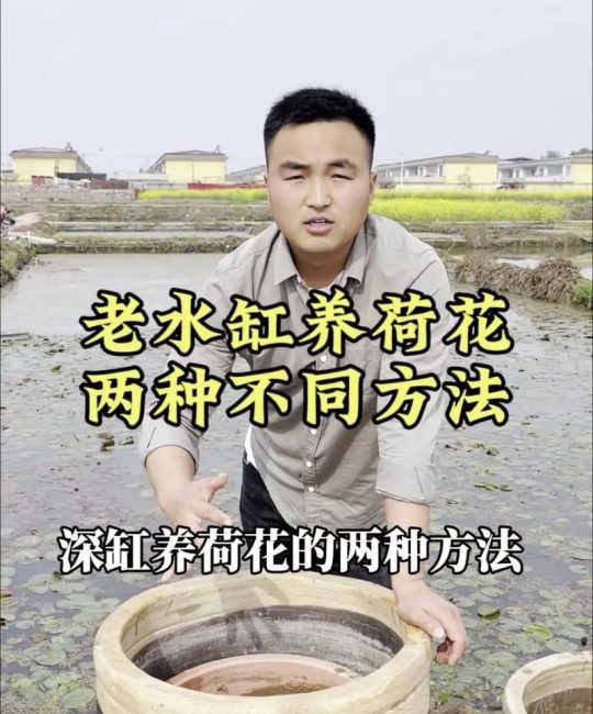 如何在水缸里种荷花？从品种选择到越冬管理的完整参数指南