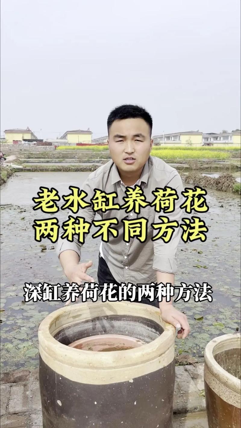 如何在水缸里种荷花?从品种选择到越冬管理的完整参数指南 适合水缸的荷花品种与规格