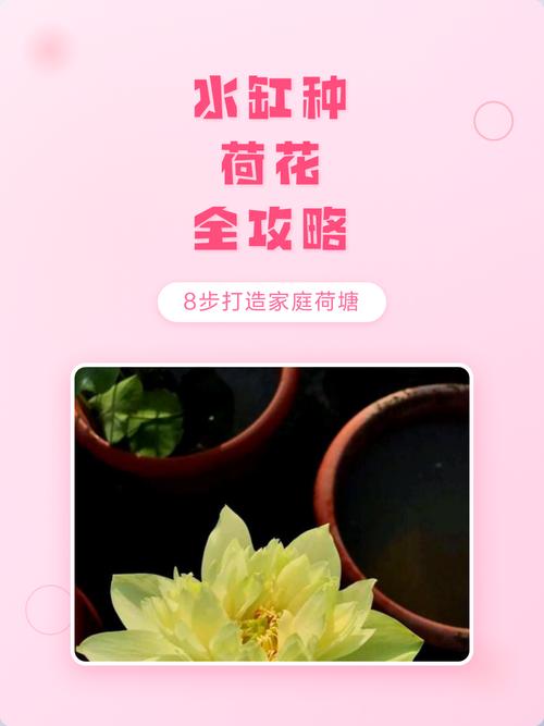 如何在水缸里种荷花?从品种选择到越冬管理的完整参数指南 越冬与休眠管理