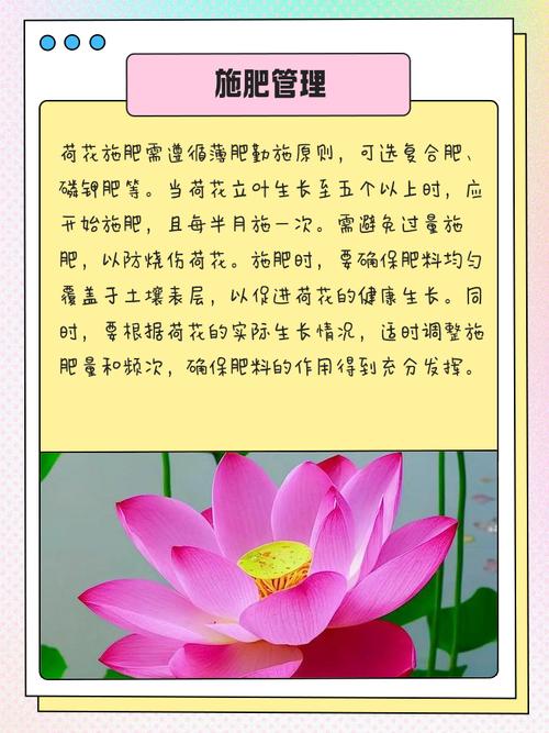 如何在水缸里种荷花?从品种选择到越冬管理的完整参数指南 水位与施肥调控