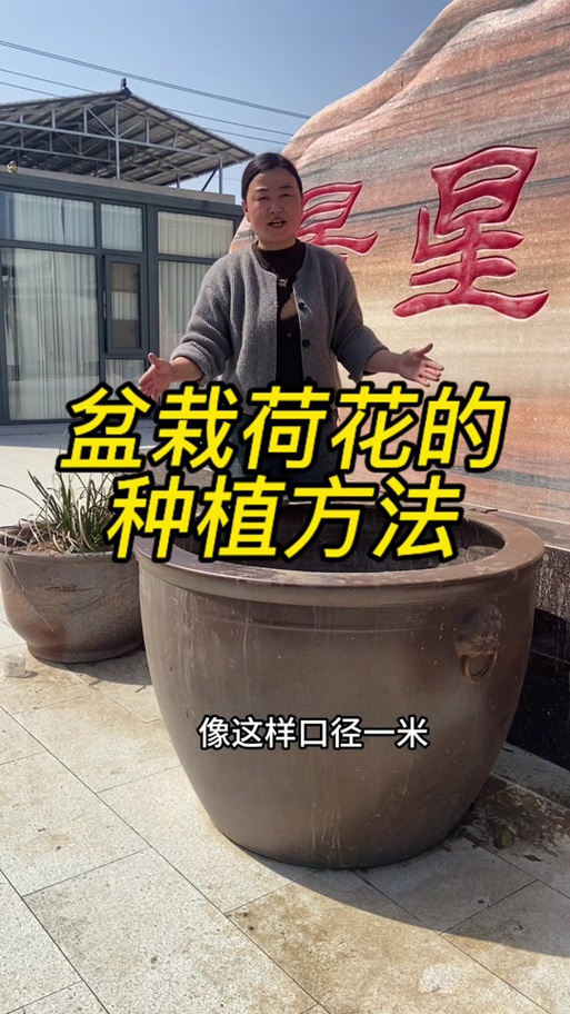 如何在水缸里种荷花?从品种选择到越冬管理的完整参数指南 种植与光照管理