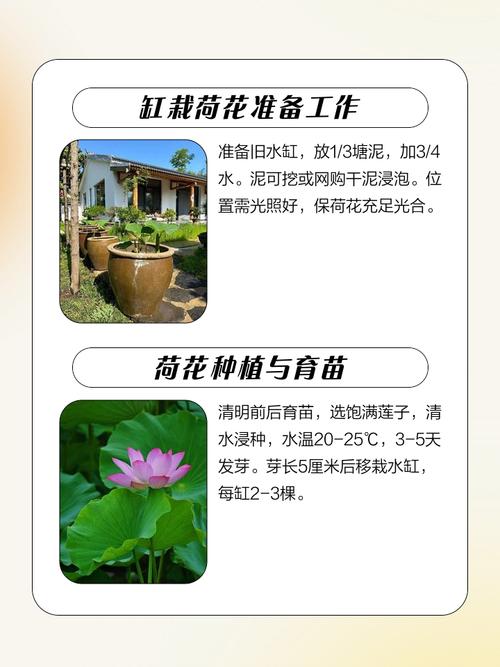 如何在水缸里种荷花?从品种选择到越冬管理的完整参数指南 常见错误与解决