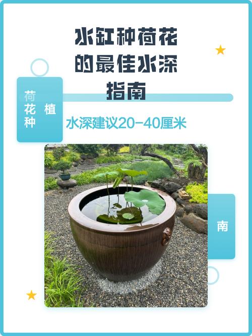 如何在水缸里种荷花?从品种选择到越冬管理的完整参数指南 FAQ