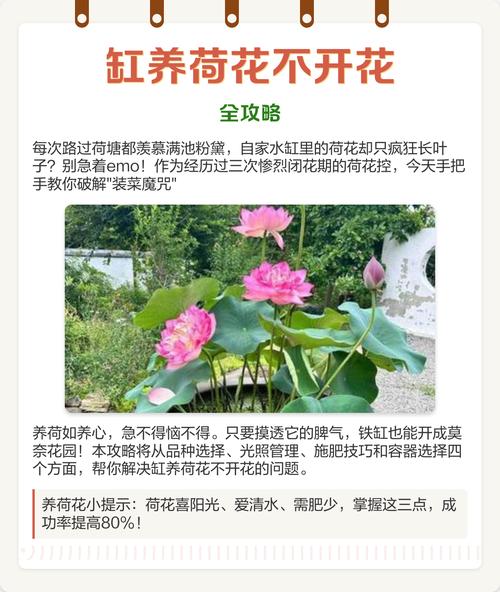 如何在水缸里种荷花?从品种选择到越冬管理的完整参数指南 总结
