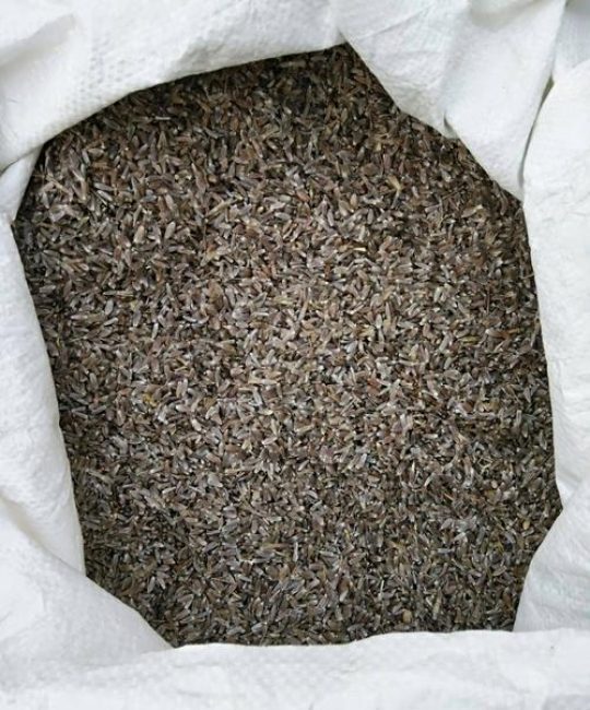 纯正苍术种子多少钱一斤？2025年最新价格行情与影响因素分析