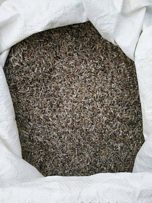 纯正苍术种子多少钱一斤?2025年最新价格行情与影响因素分析 价格快速参考