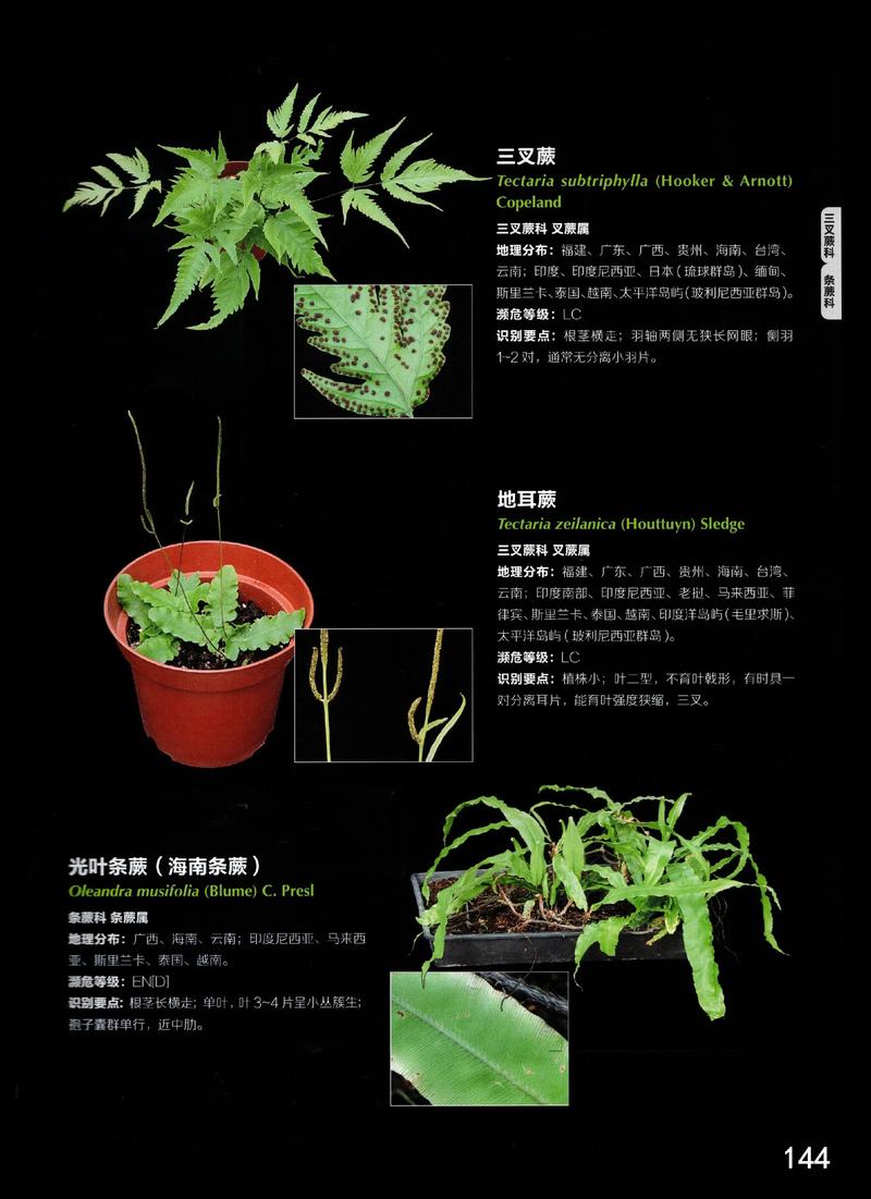 草本植物是什么?园艺爱好者的必备知识 草本植物的三大分类(按生命周期)