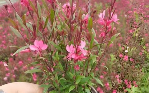 草本植物是什么？园艺爱好者的必备知识