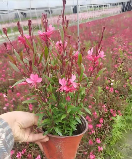 草本植物是什么？园艺爱好者的必备知识