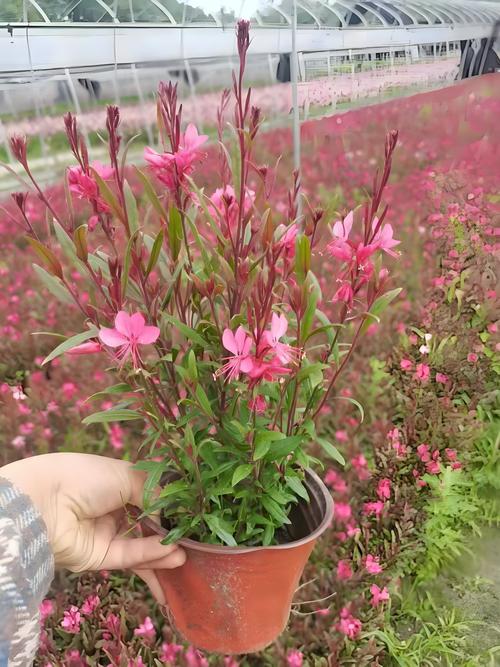 草本植物是什么?园艺爱好者的必备知识 什么是草本植物?