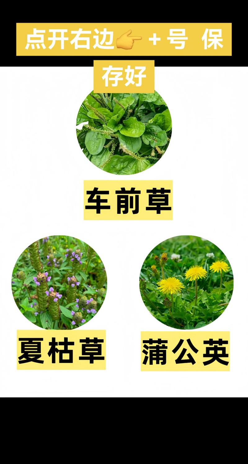 草本植物是什么?园艺爱好者的必备知识 草本植物与木本植物的核心区别