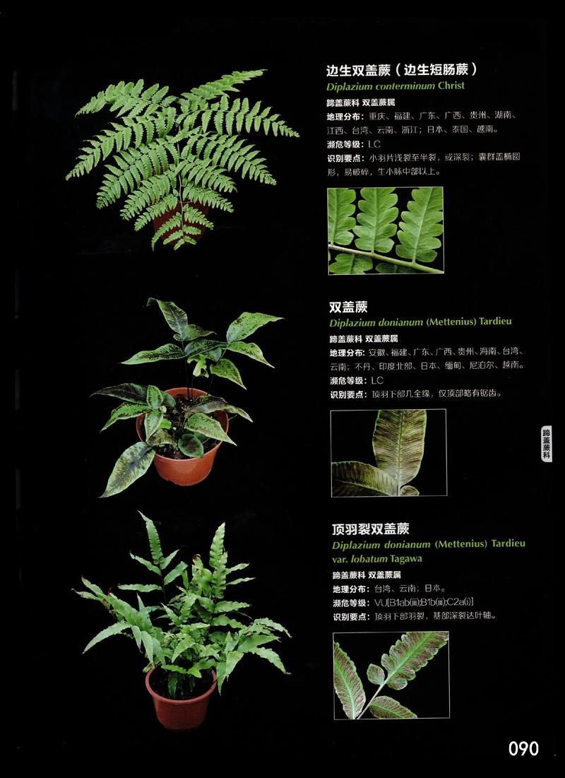 草本植物是什么?园艺爱好者的必备知识 结语