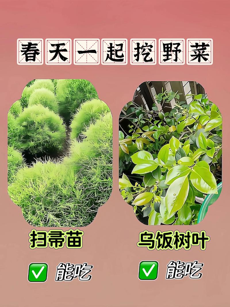 草本植物是什么?园艺爱好者的必备知识 养护要点:让草本植物更茁壮