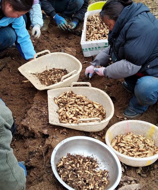 天麻种子价格多少钱一斤？规格、产地、季节影响报价