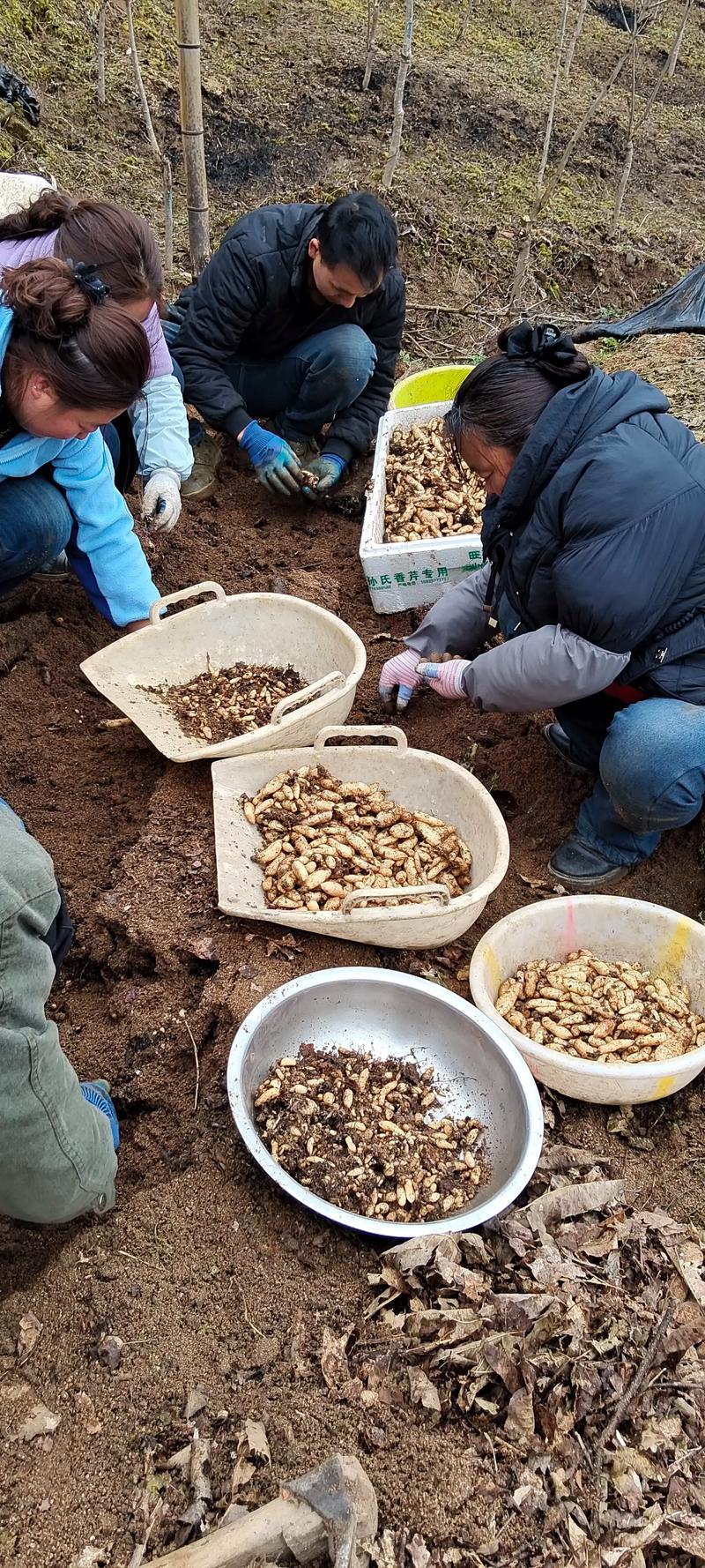 天麻种子价格多少钱一斤?规格、产地、季节影响报价 天麻种子价格多少钱一斤?规格、产地、季节影响报价