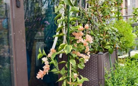 六月份适合种什么花？向日葵、矮牵牛、长春花种植全指南