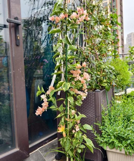 六月份适合种什么花？向日葵、矮牵牛、长春花种植全指南