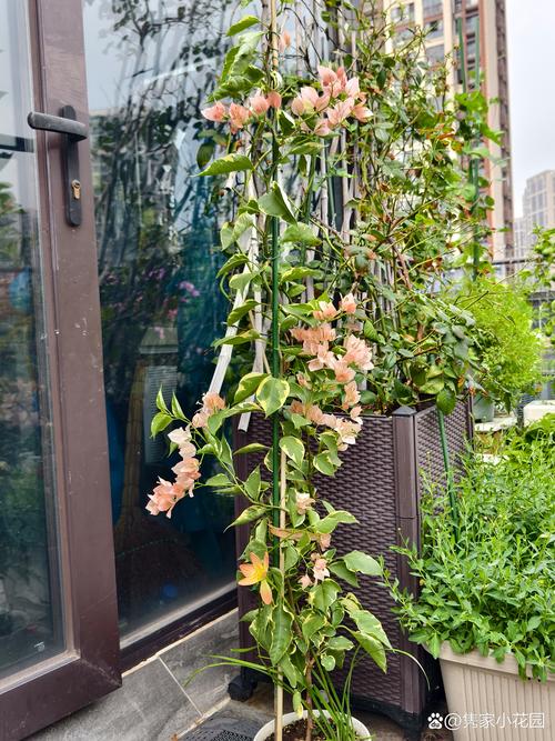 六月份适合种什么花?向日葵、矮牵牛、长春花种植全指南 六月份适合种什么花?向日葵、矮牵牛、长春花种植全指南