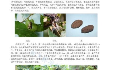 刚种桉树防虫害指南：从预防到治理的完整方案