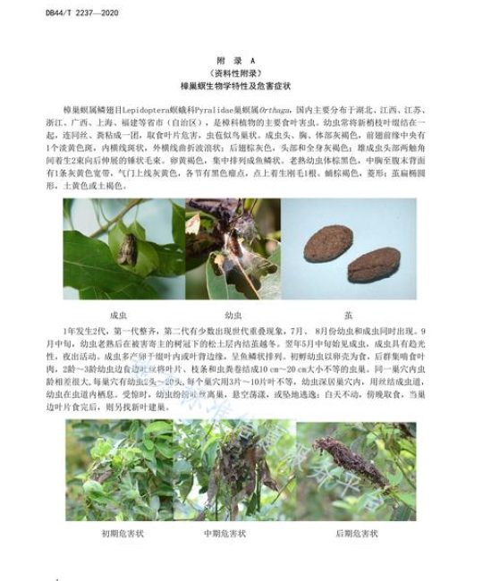 刚种桉树防虫害指南：从预防到治理的完整方案