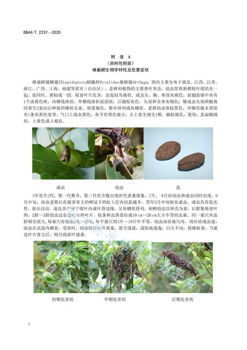 刚种桉树防虫害指南:从预防到治理的完整方案 常见原因列表