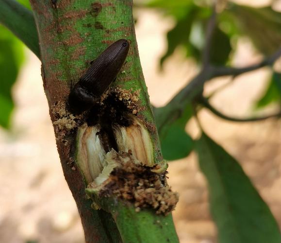 刚种桉树防虫害指南:从预防到治理的完整方案 处理办法与防治方案