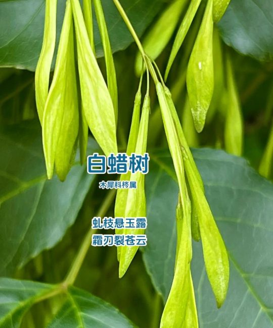15公分白蜡树出售价格是多少？规格、产地、季节影响报价