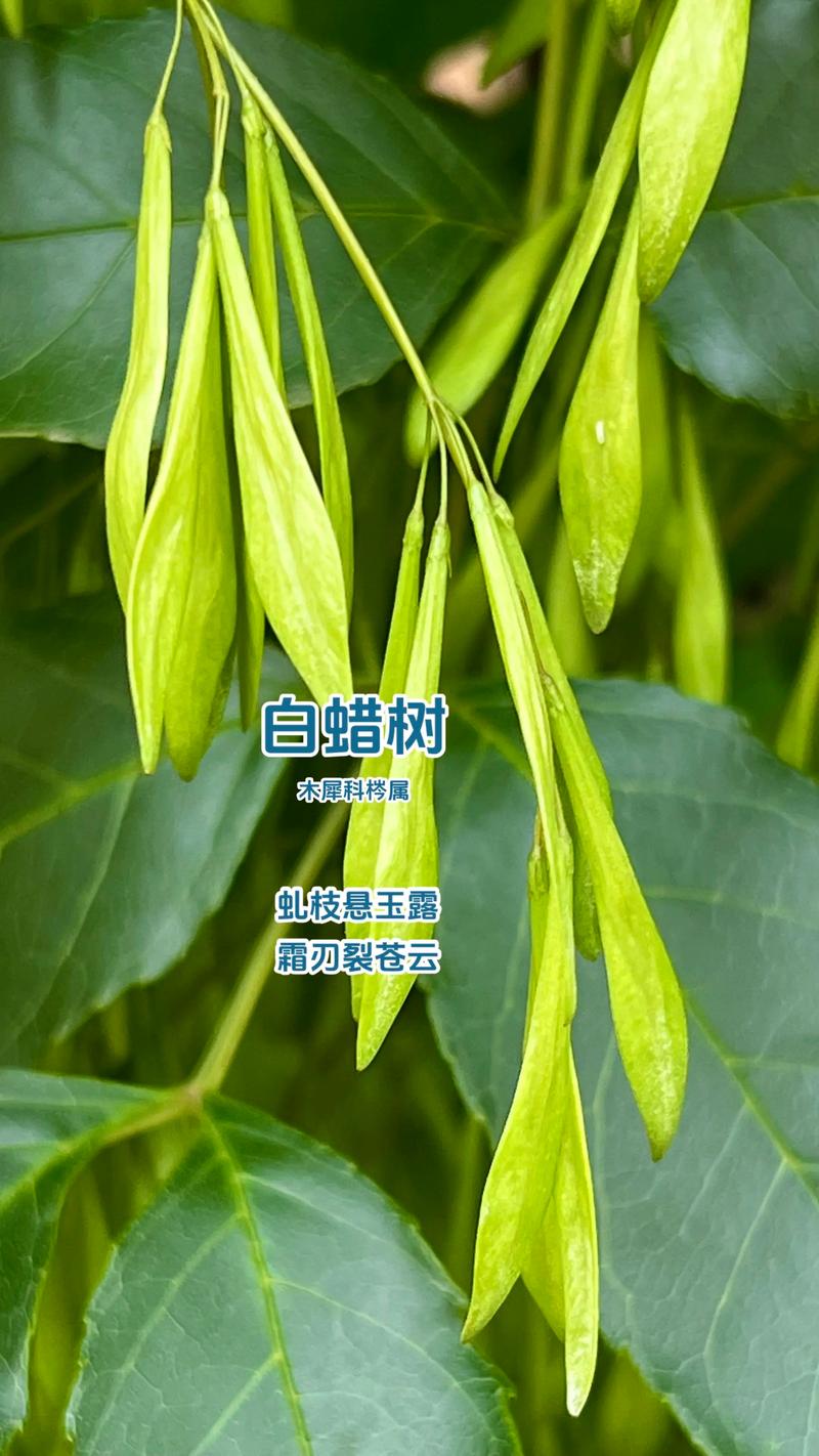 15公分白蜡树出售价格是多少?规格、产地、季节影响报价 15公分白蜡树出售价格是多少?规格、产地、季节影响报价