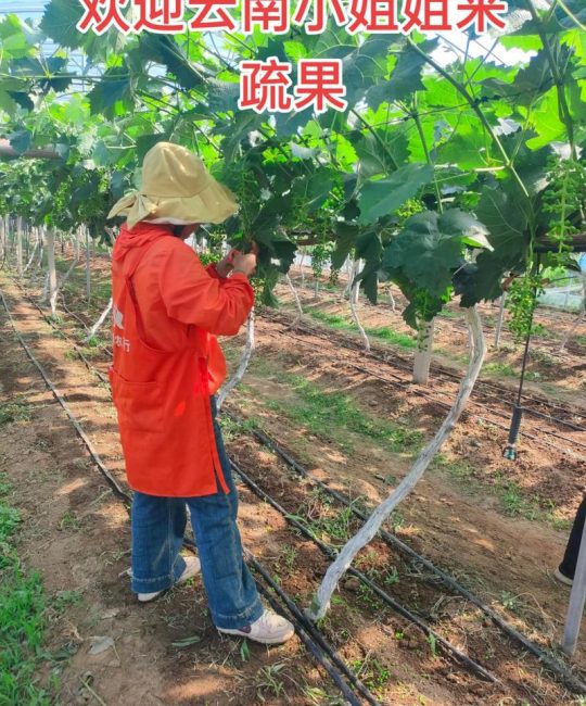 阳光玫瑰葡萄疏果教程：如何让果粒更大、糖度更高