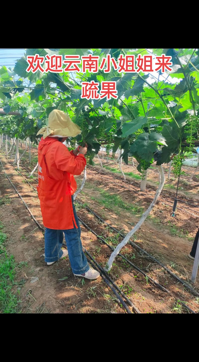 阳光玫瑰葡萄疏果教程:如何让果粒更大、糖度更高 阳光玫瑰葡萄疏果教程:如何让果粒更大、糖度更高